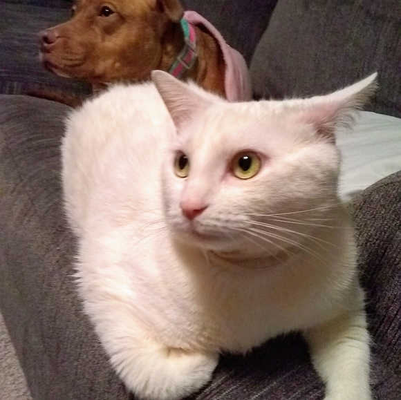 Meet your Posher, Terri - Picture 4 of 16